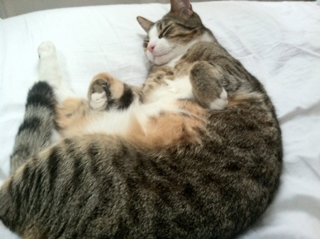 开云体育入口-团队风暴还是个人英雄主义？凯尔特人的压制力与布伦森的狂暴表演